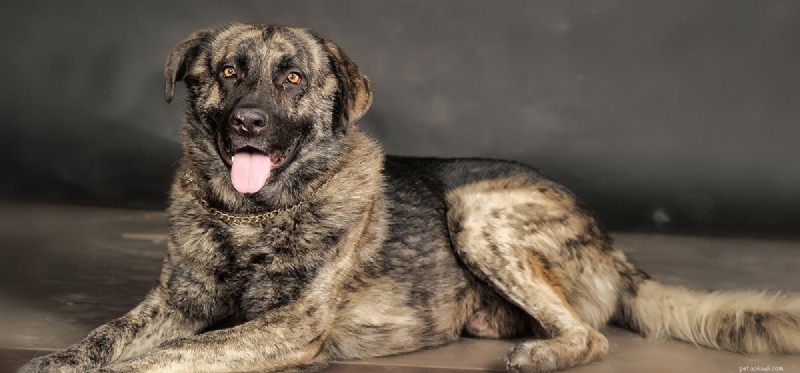 Can Dogs See Dark Gray? A New Look at Canine Color Vision