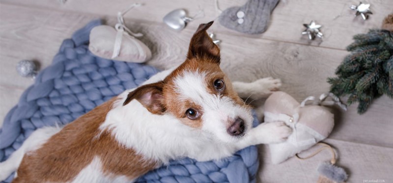 Can Dogs See Dark Gray? A New Look at Canine Color Vision