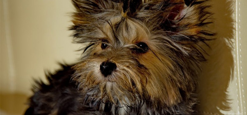 Do Dogs Really See Flashlights? The Science Behind Their Night Vision