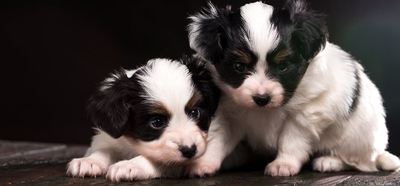 Do Dogs Really See Flashlights? The Science Behind Their Night Vision