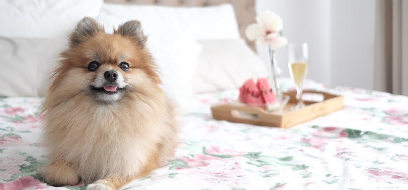 Do Dogs Perceive Glass? Understanding Their Vision Limitations
