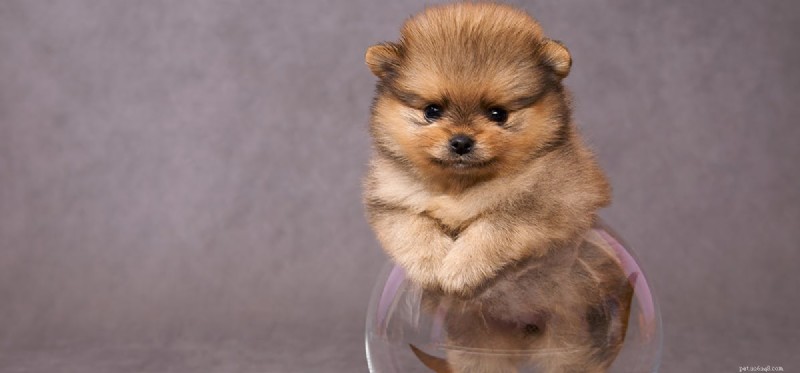 Do Dogs Perceive Glass? Understanding Their Vision Limitations