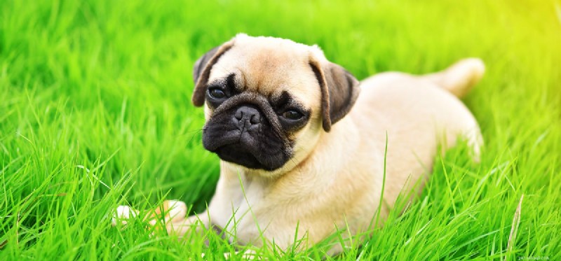 Do Dogs Really See Green? Understanding Canine Color Vision