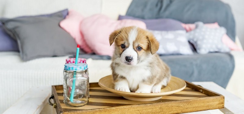 Do Dogs Perceive Glass? Understanding Their Vision Limitations