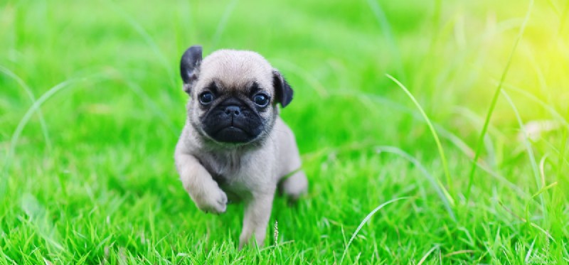 Do Dogs Really See Green? Understanding Canine Color Vision