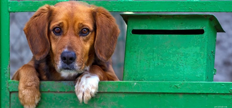 Do Dogs Really See Green? Understanding Canine Color Vision
