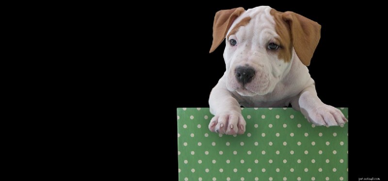 Do Dogs Really See Green? Understanding Canine Color Vision