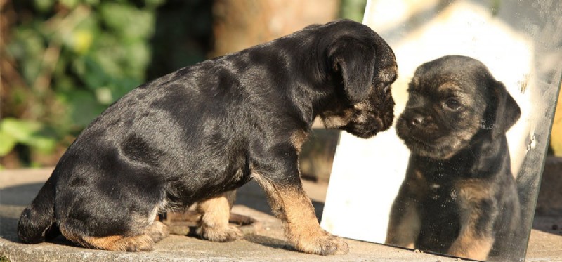 Do Dogs Recognize Their Own Reflection in Mirrors?
