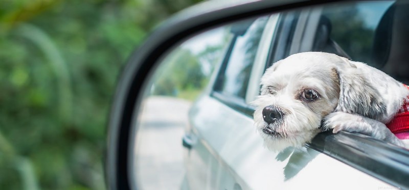 Do Dogs Recognize Their Own Reflection in Mirrors?