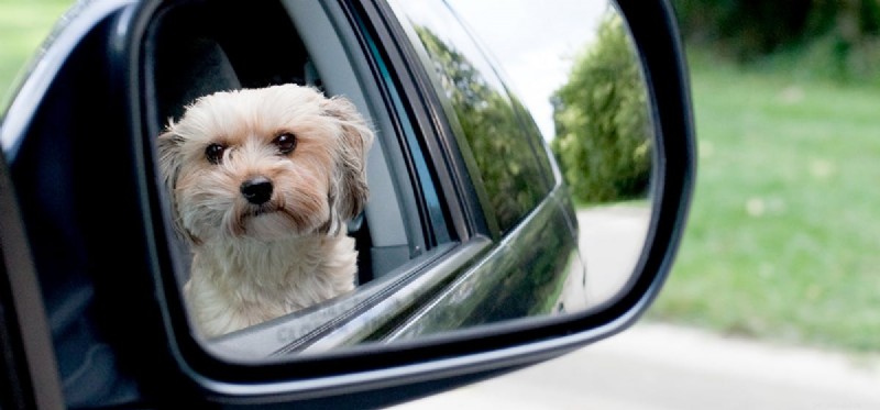 Do Dogs Recognize Their Own Reflection in Mirrors?