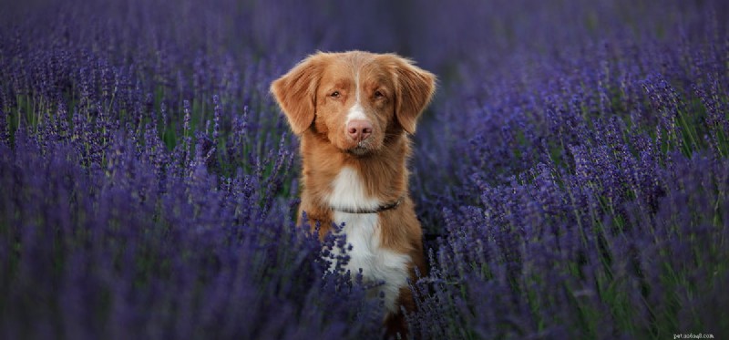 Do Dogs Truly See Well in the Dark? Exploring Their Night Vision