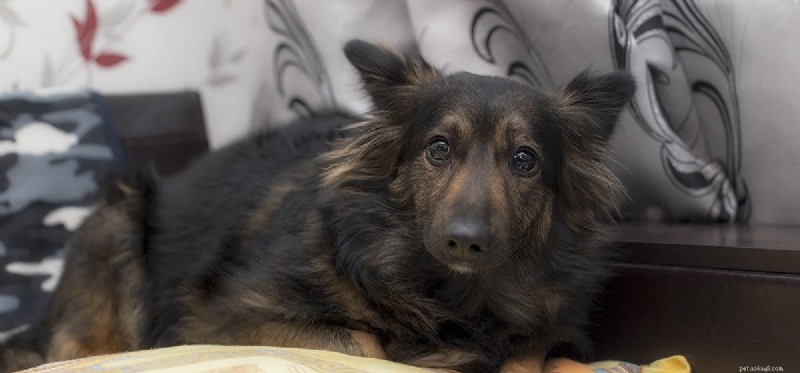 Do Dogs Truly See Well in the Dark? Exploring Their Night Vision