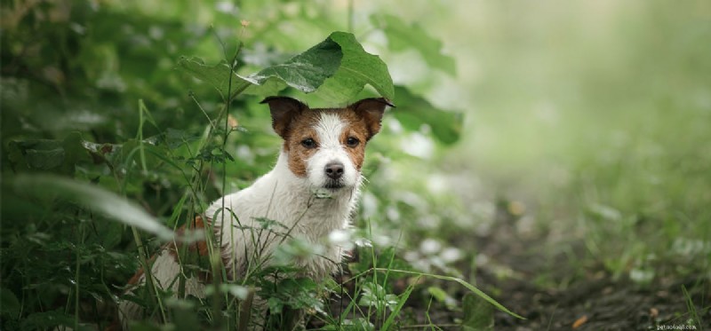 Do Dogs Truly See Well in the Dark? Exploring Their Night Vision