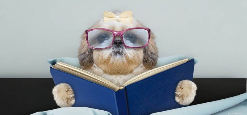 Do Dogs Truly See Well in the Dark? Exploring Their Night Vision