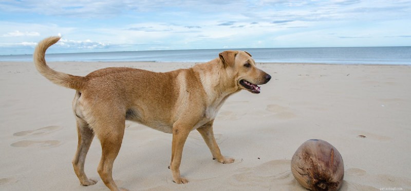 Can Dogs Perceive Light Blue? Understanding Canine Color Vision