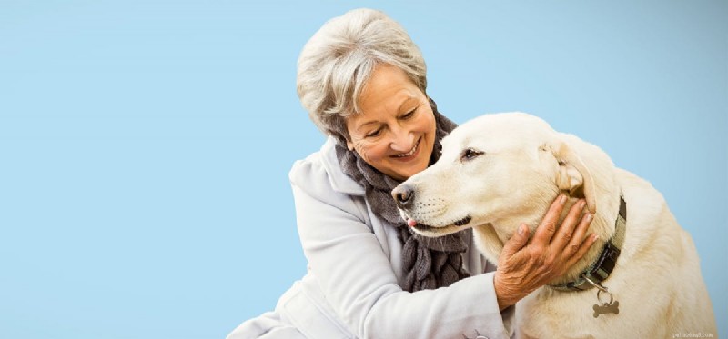 Can Dogs Perceive Light Blue? Understanding Canine Color Vision
