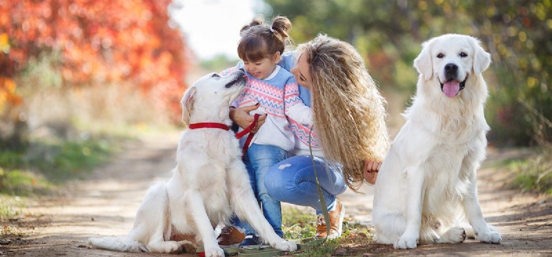 Can Dogs Perceive Light Blue? Understanding Canine Color Vision