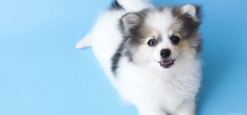 Can Dogs Perceive Light Blue? Understanding Canine Color Vision
