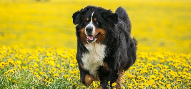 Do Dogs See Light Yellow? Understanding Their Color Vision