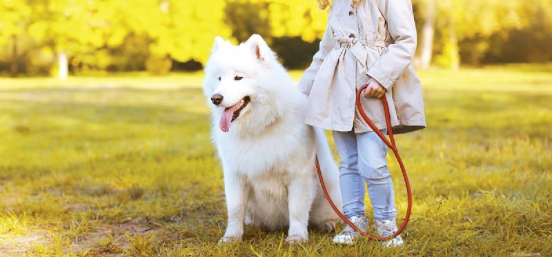Do Dogs See Light Yellow? Understanding Their Color Vision