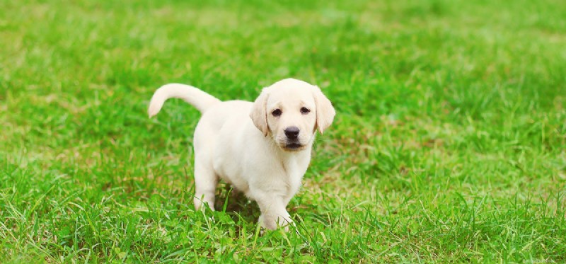 How Far Can Dogs See? Expert Insights into Canine Vision