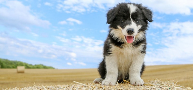 How Far Can Dogs See? Expert Insights into Canine Vision