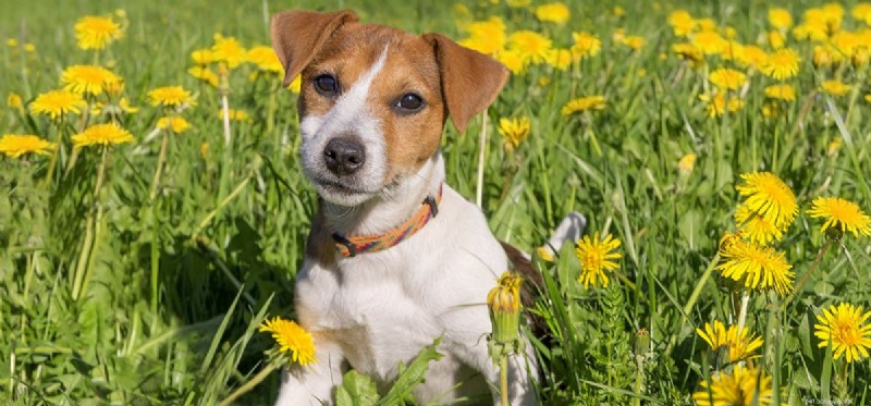 How Far Can Dogs See? Expert Insights into Canine Vision