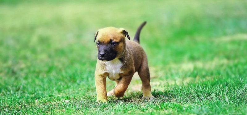 Can Dogs Detect Earth s Magnetic Field?