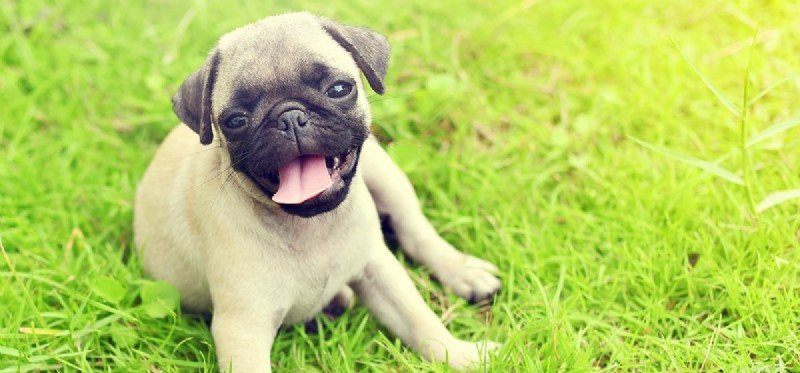 Can Dogs Detect Earth s Magnetic Field?