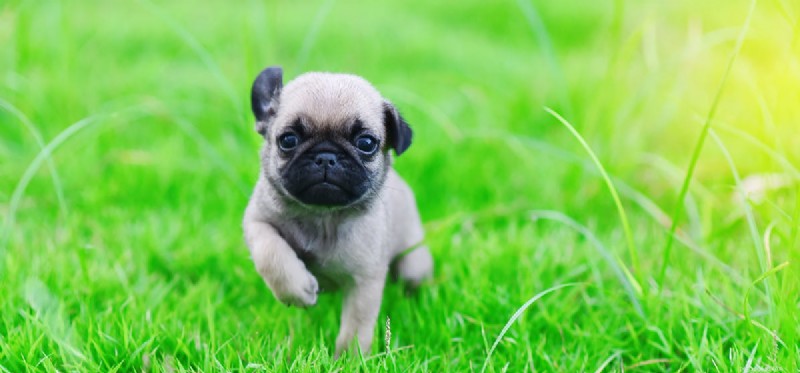 Can Dogs Detect Earth s Magnetic Field?