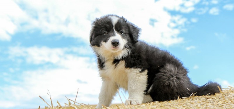 Can Dogs Detect Earth s Magnetic Field?