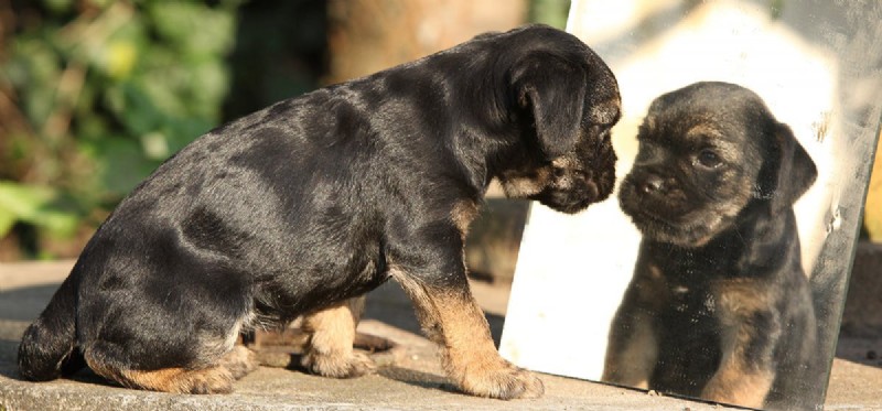 Do Dogs See Their Own Noses? Understanding Canine Visual Perception