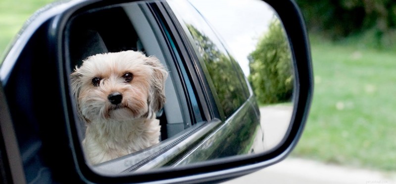 Do Dogs See Their Own Noses? Understanding Canine Visual Perception