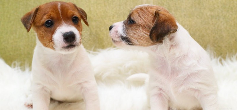 Do Dogs See Their Own Noses? Understanding Canine Visual Perception