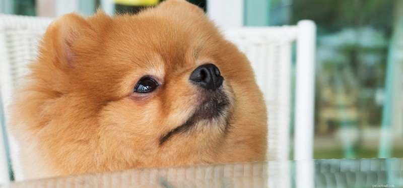 Do Dogs See Their Own Noses? Understanding Canine Visual Perception