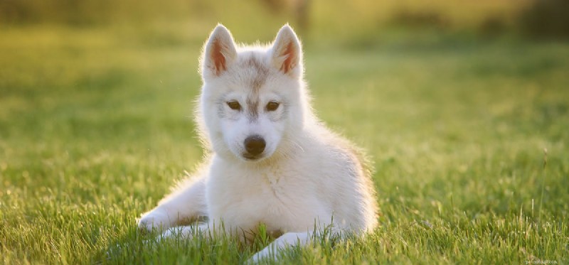 Do Dogs Detect Their Own Flatulence? A Scientific Reality Check