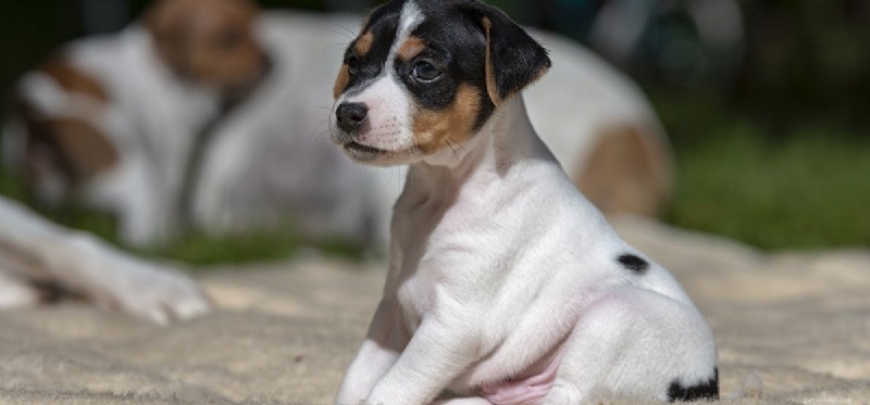 Do Dogs Detect Their Own Flatulence? A Scientific Reality Check