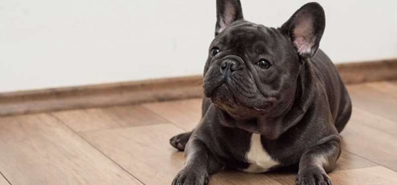 Do Dogs Detect Their Own Flatulence? A Scientific Reality Check