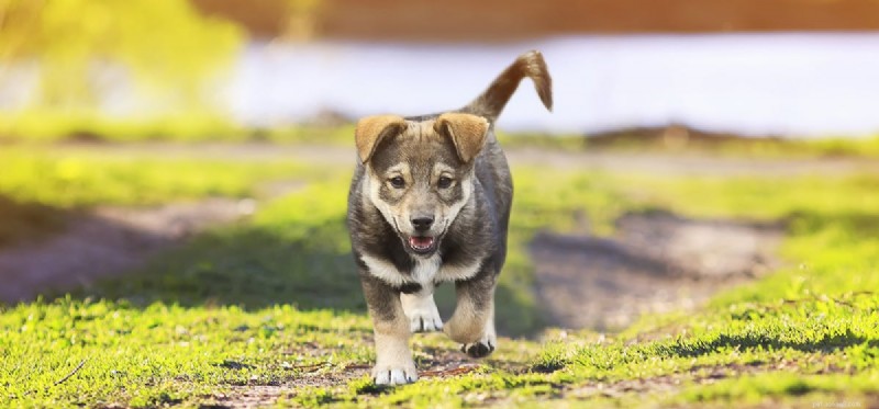 Do Dogs Detect Their Own Flatulence? A Scientific Reality Check