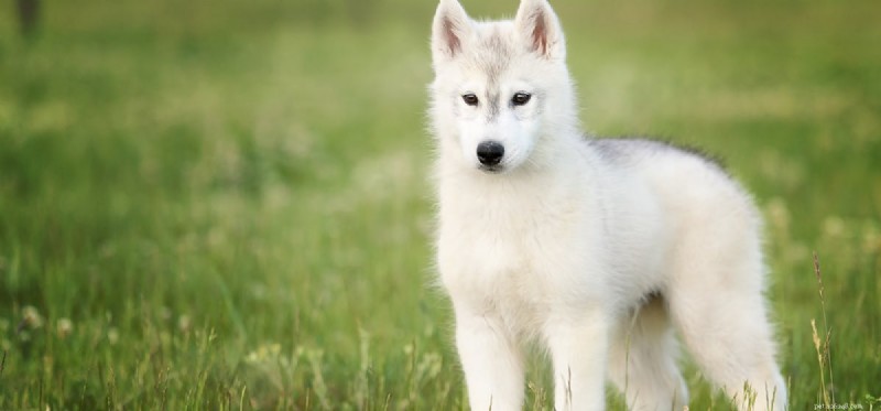How Dogs See the Sun: Vision and Sensitivity Explained