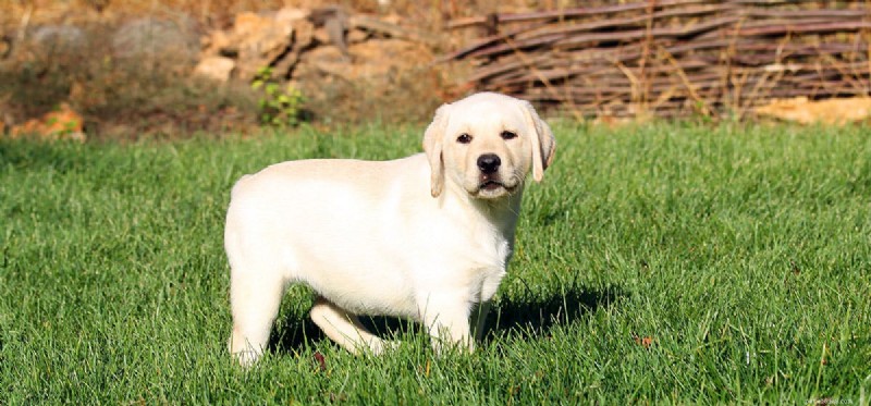 How Dogs See the Sun: Vision and Sensitivity Explained