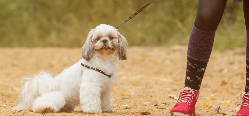 How Dogs See the Sun: Vision and Sensitivity Explained