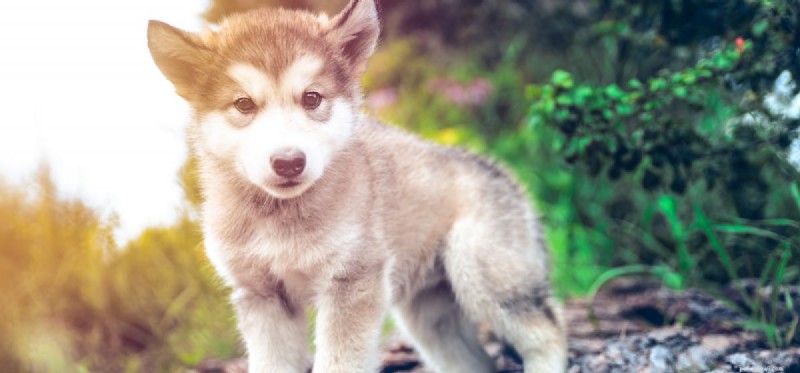 How Dogs See the Sun: Vision and Sensitivity Explained