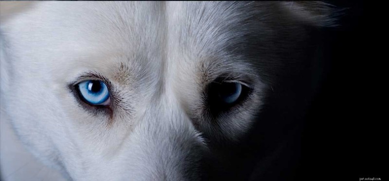 Do Dogs Truly See in the Dark? Exploring Canine Night Vision