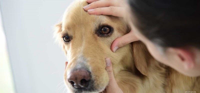 Do Dogs Truly See in the Dark? Exploring Canine Night Vision