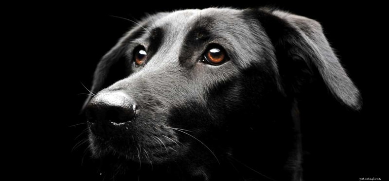 Do Dogs Truly See in the Dark? Exploring Canine Night Vision