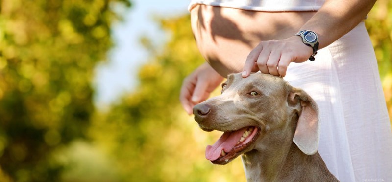 Do Dogs Detect Pregnancy? Understanding Their Senses and Behaviors