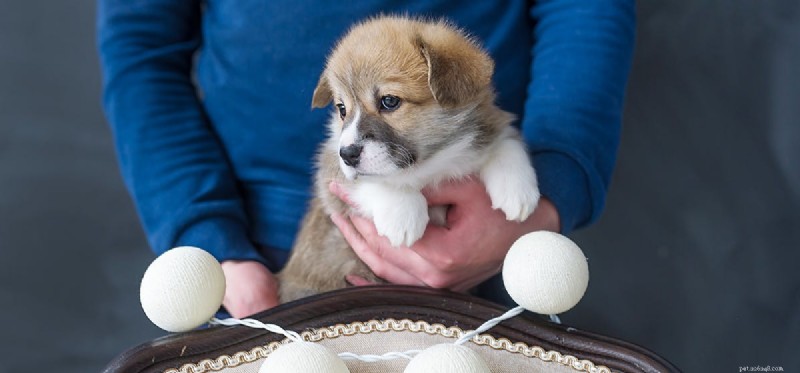 Can Dogs Detect Human Anger? Insights into Canine Emotional Perception
