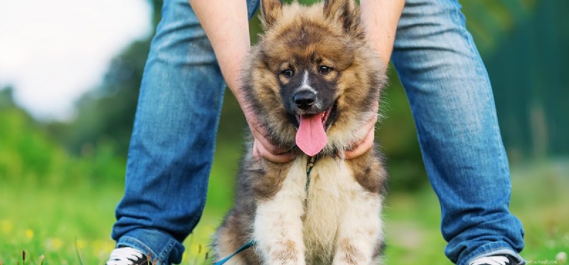 Can Dogs Detect Human Anger? Insights into Canine Emotional Perception