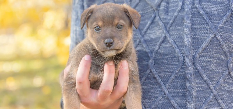 Can Dogs Detect Human Anger? Insights into Canine Emotional Perception